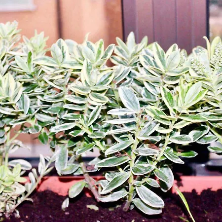 بيت ضيافة Eden Venice 3*