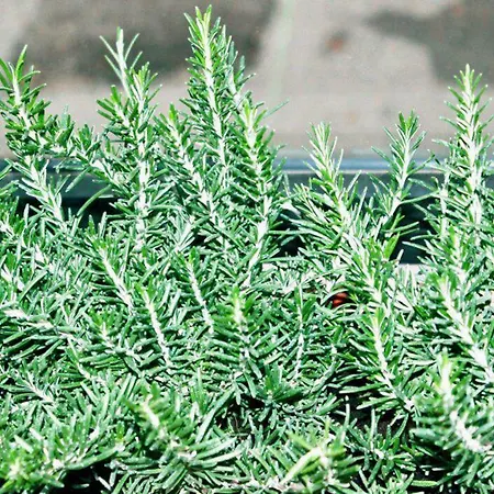 بيت ضيافة Eden Venice ميستر