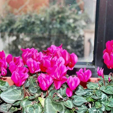 Eden Venice بيت ضيافة 3*