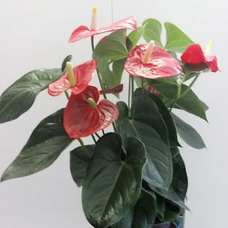 Eden Venice 3* Mestre