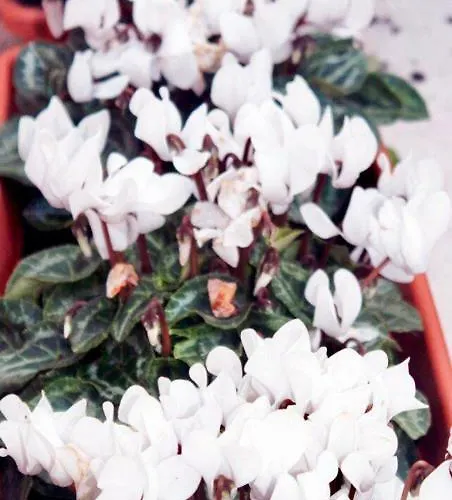 Eden Venice Местре