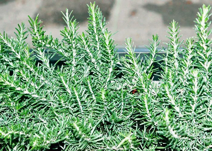 Pensión Eden Venice Mestre