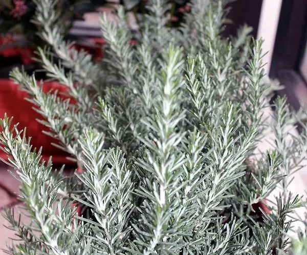 Eden Venice Гостевой дом 3*