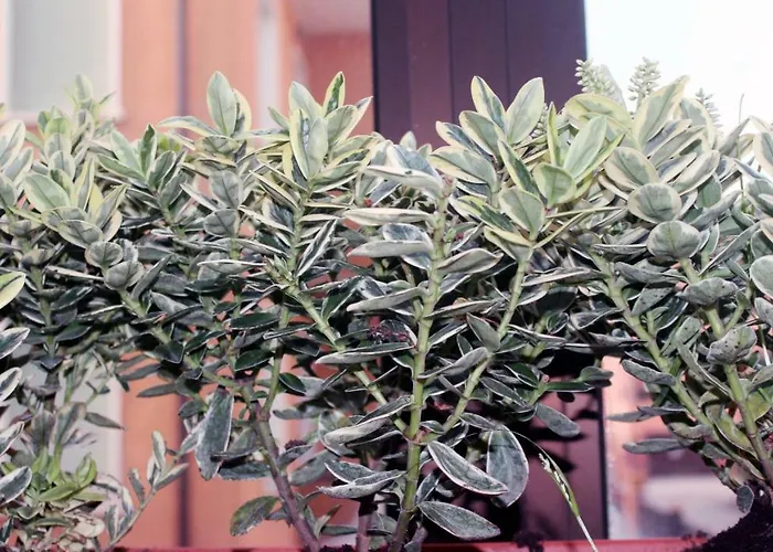 Eden Venice Местре