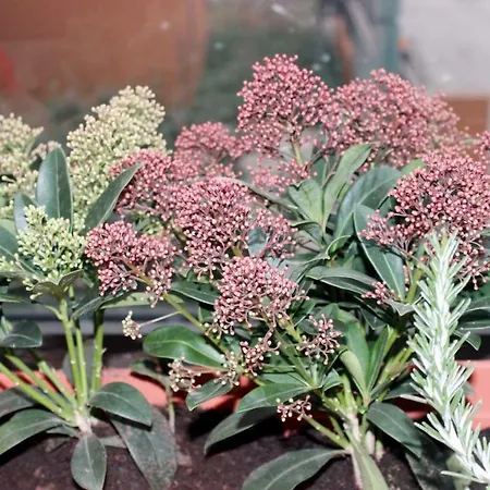 Πανσιόν Eden Venice Μέστρε