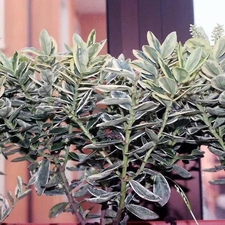 Eden Venice Μέστρε