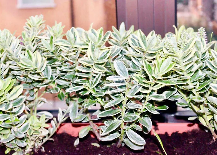 Casa de hóspedes Eden Venice 3*