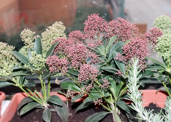 Casa de hóspedes Eden Venice Mestre