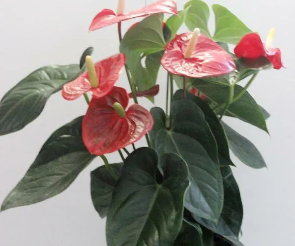 Eden Venice 3* Mestre